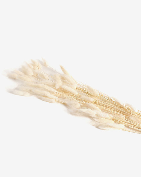 White Bunny Tails Dried Natural Decorative Bouquet