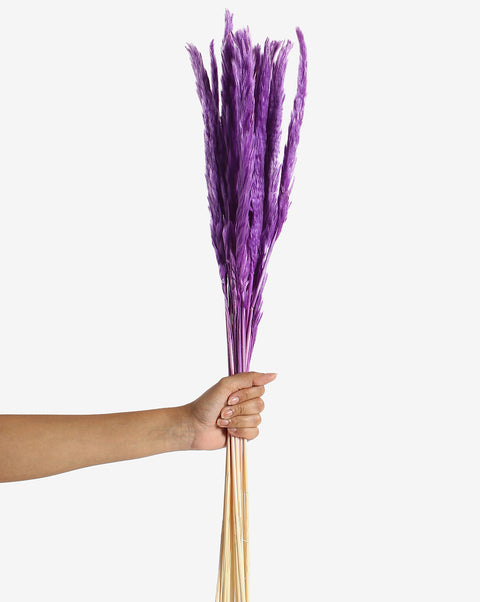Lavender Pampas Grass Dried Natural Decorative Bouquet | PACK OF 15