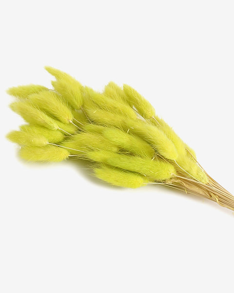Neon Green Bunny Tails Dried Natural Decorative Bouquet