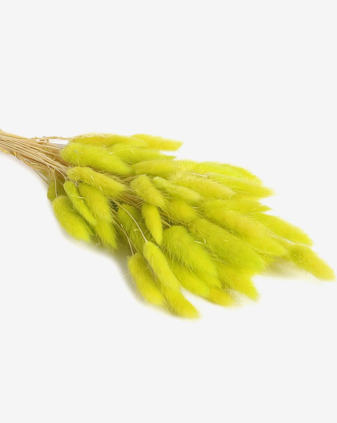 Neon Green Bunny Tails Dried Natural Decorative Bouquet