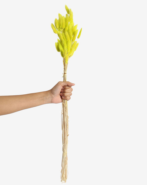 Neon Green Bunny Tails Dried Natural Decorative Bouquet